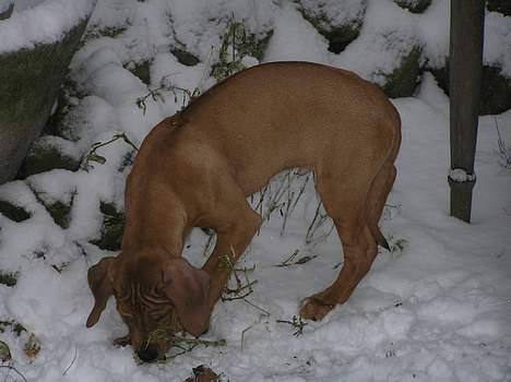 Rhodesian ridgeback ozzy - det er altså spændende at snuse i sne.. billede 8