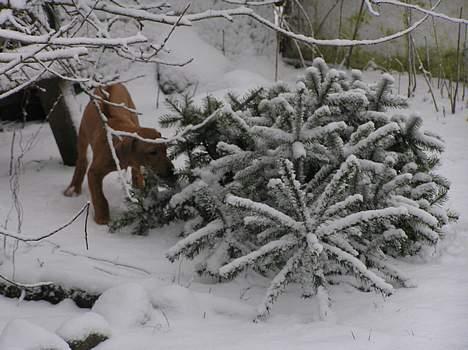 Rhodesian ridgeback ozzy - Her får juletræet lige tæsk.. billede 9