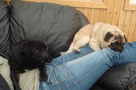 Mops Viggo & Carlo billede 1