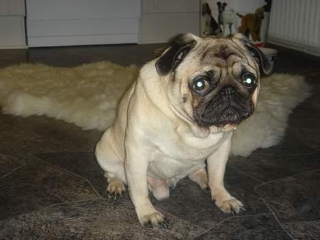 Mops Viggo & Carlo billede 2