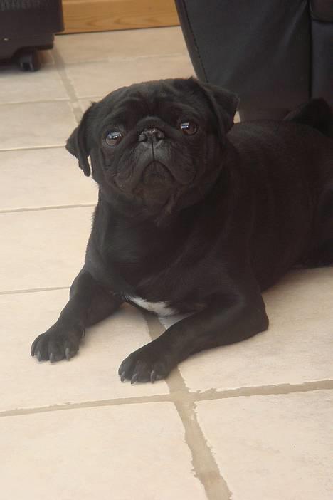 Mops Viggo & Carlo billede 3