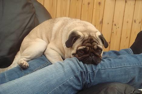 Mops Viggo & Carlo billede 4