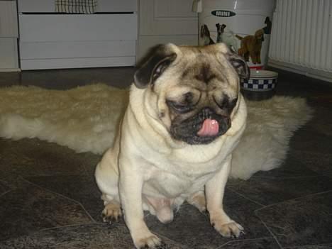 Mops Viggo & Carlo billede 5