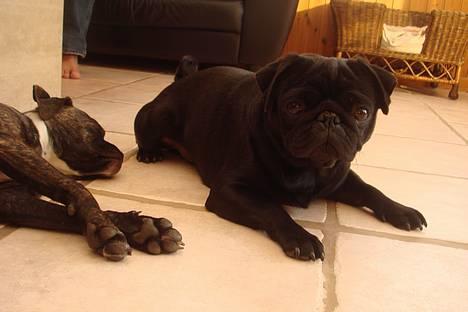 Mops Viggo & Carlo - Carlo sammen med farmors lille Freja billede 6