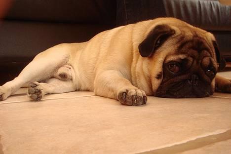 Mops Viggo & Carlo billede 7