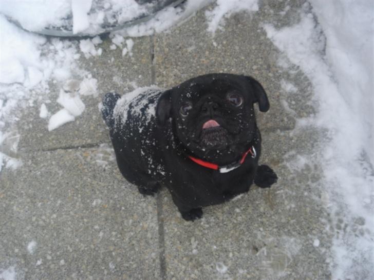 Mops Viggo & Carlo billede 8