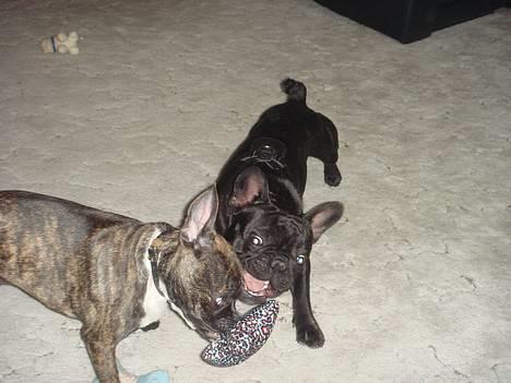 Mops Viggo & Carlo - Freja & Birger leger med bamsen, de er voers bedste venner  billede 9