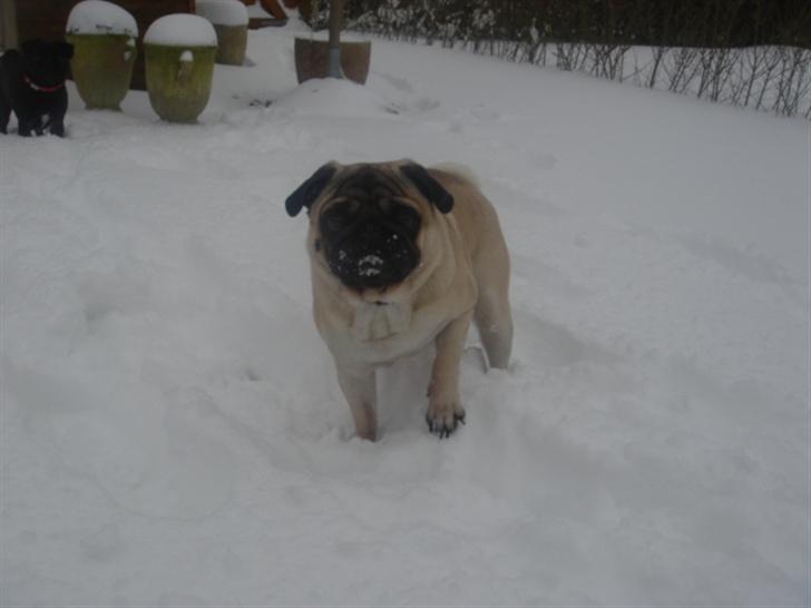 Mops Viggo & Carlo billede 10