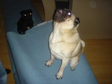 Mops Viggo & Carlo - Her leger vi med onkel Brian og hans bold... Der roder meget fordi han er ved og lave sin stue billede 11