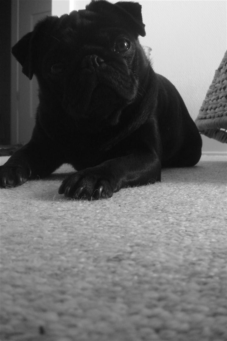 Mops Viggo & Carlo billede 12