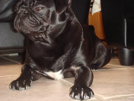 Mops Viggo & Carlo billede 13