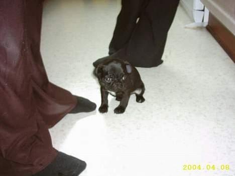 Mops Viggo & Carlo - Carlo som lille  billede 14