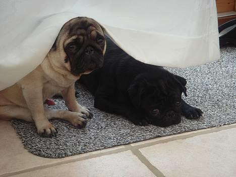 Mops Viggo & Carlo - Viggo gemmer sig billede 15