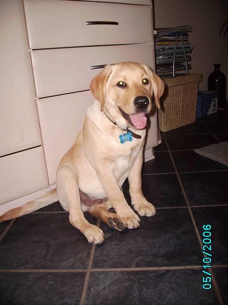 Labrador retriever Tjalfe - Jeg er bare så glad. billede 1