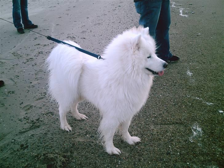 Samojedhund Snemark's Mr. Hot Stuff billede 14