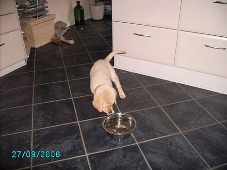 Labrador retriever Tjalfe - Her er jeg kun 7 uger gammel. billede 2