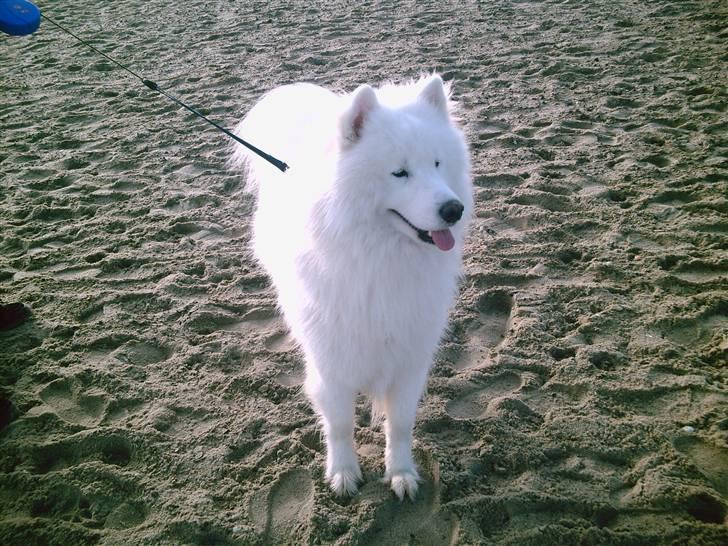 Samojedhund Snemark's Mr. Hot Stuff billede 15