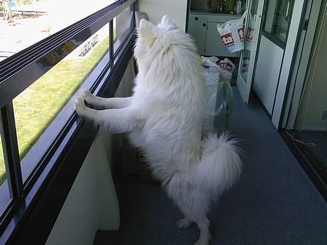 Samojedhund Snemark's Mr. Hot Stuff - Står lige og sonderer terrænet efter nogle flotte tøser :) billede 16