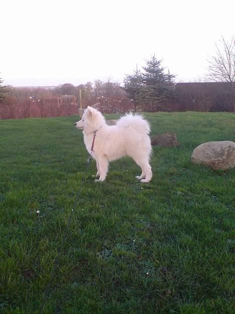 Samojedhund Snemark's Mr. Hot Stuff billede 17