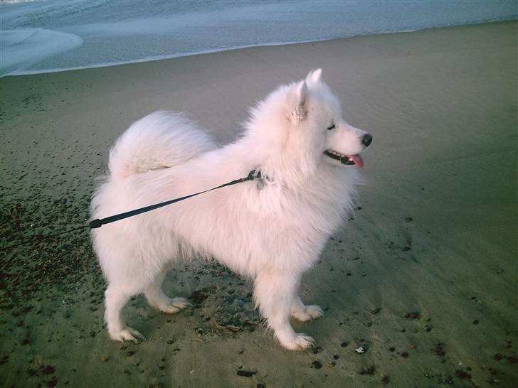 Samojedhund Snemark's Mr. Hot Stuff billede 18