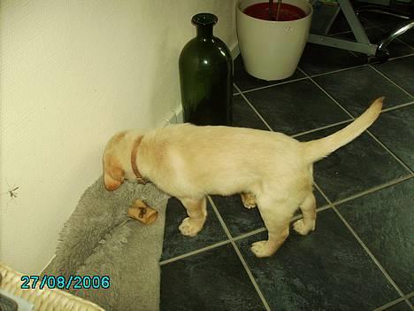 Labrador retriever Tjalfe - Jeg elsker at fange små dyr. billede 3