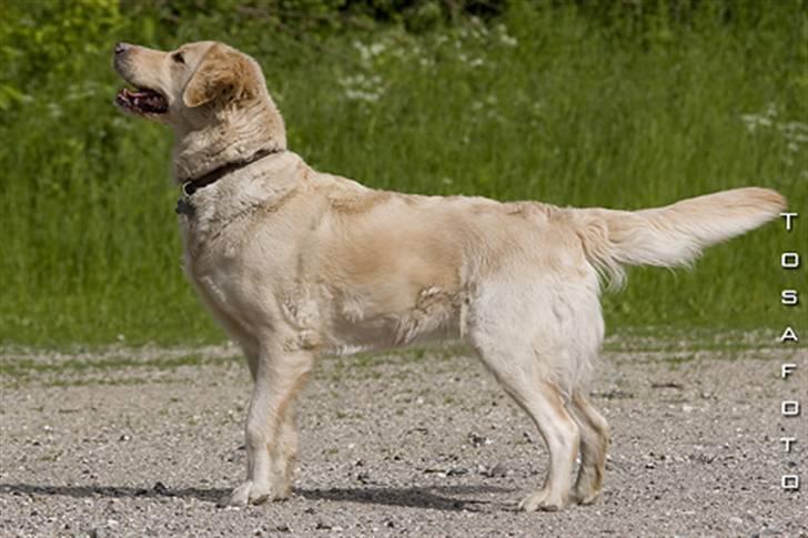 Blanding af racer Tilde billede 2