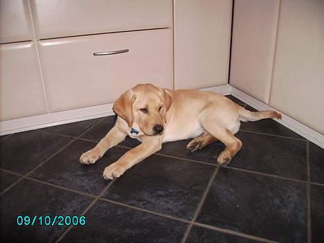 Labrador retriever Tjalfe - Kommer der snart nogen og leger med mig? billede 4
