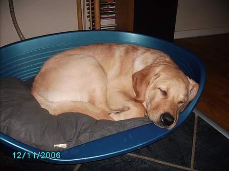 Labrador retriever Tjalfe - Jeg er også sød når jeg sover. billede 5