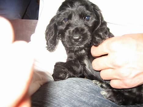 Cocker spaniel Frida - Er jeg ikke nuser? billede 5