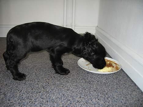 Cocker spaniel Frida - Når jeg spiser får jeg et elastik i øret, ellers har jeg karfoffelmos overalt:) Mor og Far kalder mig Indianeren:) billede 6