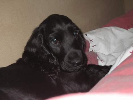 Cocker spaniel Frida - Jeg elsker at slænge mig i divaen sammen med mors dyne.. billede 8