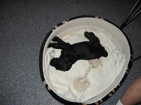 Cocker spaniel Frida - Juhuu, en ny kurv, den måtte straks indvies.. billede 9