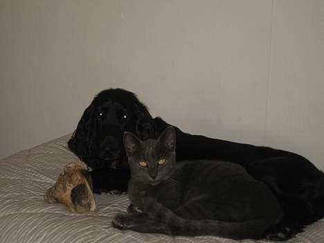 Cocker spaniel Frida - Her hænger jeg lige ud med min bedste ven, Lis:) billede 10