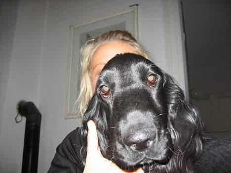 Cocker spaniel Frida - Her har I nogle helt friske billeder af mig. 9 mdr gammel. billede 11