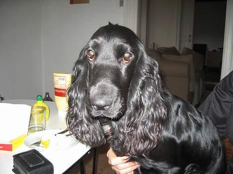 Cocker spaniel Frida - Mon der falder noger af til mig? Ellers tager jeg bare selv.. billede 12