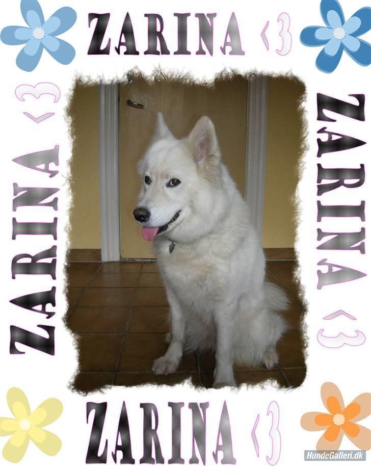 Samojedhund Zarina - Hej alle hundevenner! Jeg hedder Zarina Zarafina og er 5 år. billede 1