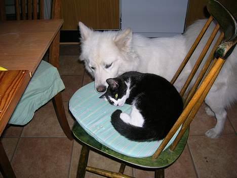 Samojedhund Zarina - Zarina og Wilhelmina billede 3