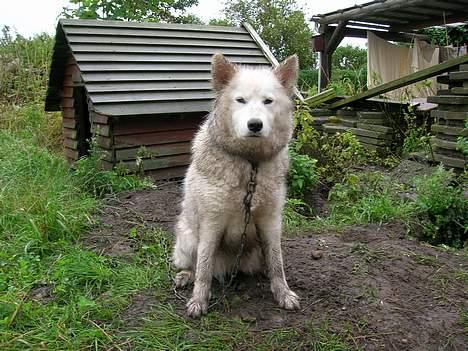 Samojedhund Zarina - Jeg elsker at være ude, grave huller og blive beskidt billede 6