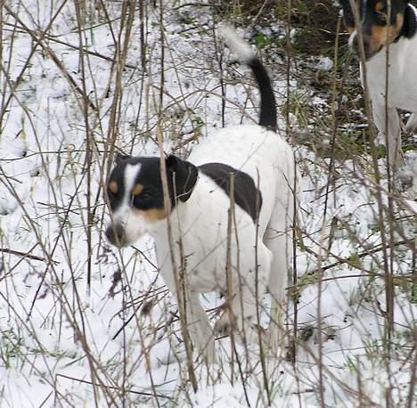 Dansk svensk gaardhund Nux - Nuxi i sneen 2007. billede 12