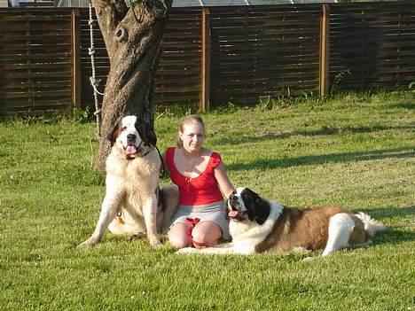 Sankt bernhardshund Lazy DØD - Tøzzerne i det goe vejr billede 5