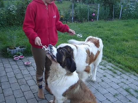 Sankt bernhardshund Lazy DØD - mmmm mor forkæler til tider mig..... billede 6