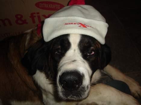 Sankt bernhardshund Lazy DØD - Hilsen fra mig til jer billede 7