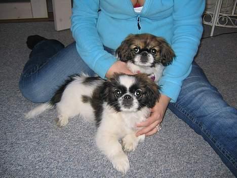 Pekingeser Molly  - molly øverste og hendes bror merle Fra oksbøl :-) billede 6