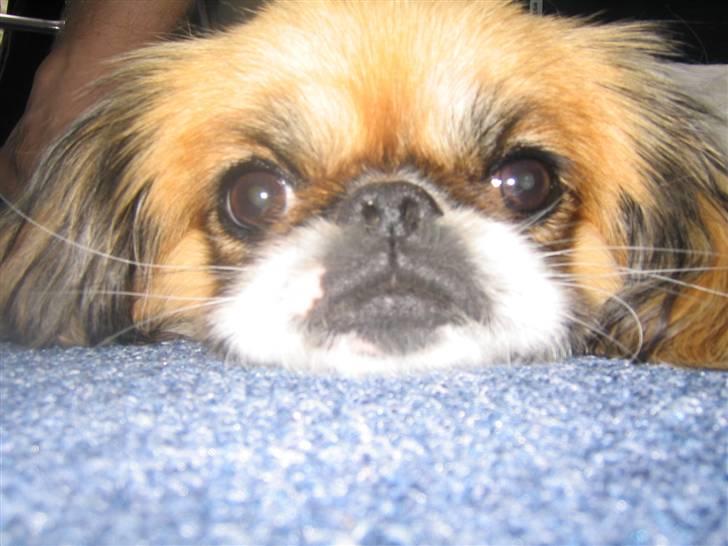 Pekingeser Molly  - Dejlige mig  billede 7