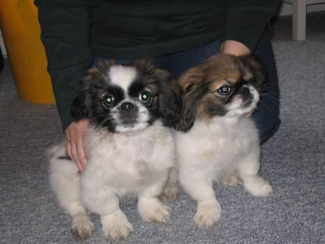 Pekingeser Molly  - Molly til højre og merle til venstre sikke søde de er :-)  billede 9