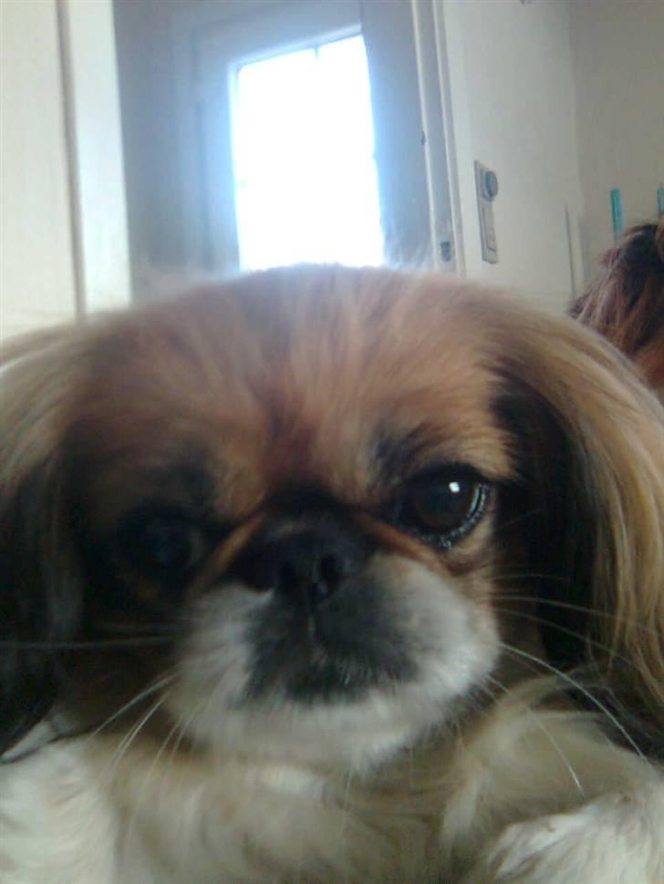 Pekingeser Molly  - Molly mon dejlige pige  billede 10