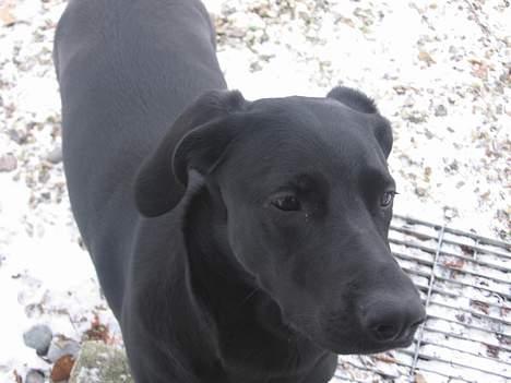 Blanding af racer Andrea (doberdor) Afdød - lidt skuffet over sneens begrænsede omfang billede 10