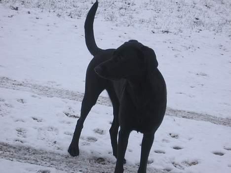 Blanding af racer Andrea (doberdor) Afdød - sne og høj haleføring billede 11