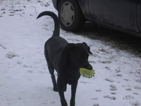 Blanding af racer Andrea (doberdor) Afdød - uhm, iskold dragebold billede 12