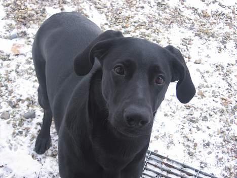 Blanding af racer Andrea (doberdor) Afdød - kommer du med ud og leger snekamp? billede 13